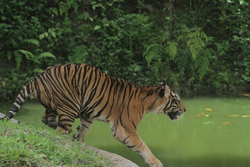 a sumatran tiger stands looking ahead with enthusiasm