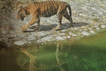 reflection of a Sumatran tiger walking by the pool