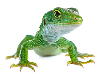 Naklejka premium Striking green lizard showcasing emerald tones with sharp claws displayed