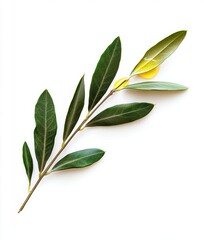 Fresh Green Leaves with Beautiful Yellow Accents on a White Background Beautiful Nature Plant Arrangement for Decorative and Aesthetic Uses