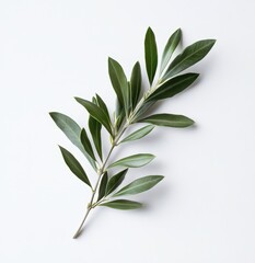 Fototapeta premium Fresh Green Olive Branch with Delicate Leaves on a Light Background for Nature-Inspired Designs and Organic Lifestyle Concepts