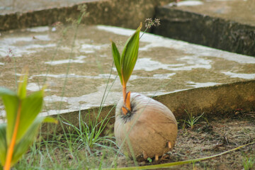 Obraz premium Coconut plam growing / sprouted out from the coconut and ready to be planted down in the soil 
