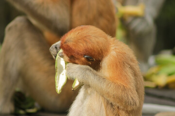 Proboscis Monkey, Nasalis Larvatus or long-nosed monkey, known as the bekantan	
