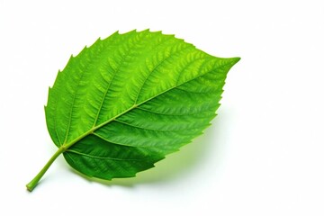 Leaf isolated on white background with slight shadow, white background, nature