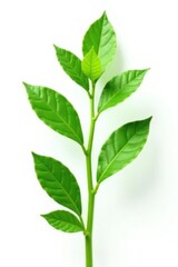 Fototapeta premium Isolated plant against a plain white background highlighting its shape and form, , organic, garden