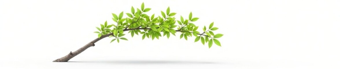 Obraz premium lone willow branch bending towards light on white surface, tree, isolated