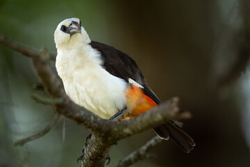 White headed buffalo weaver bird on a branch