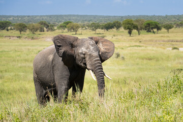 Fototapeta premium Elephant covered in dry mud in the tall grass