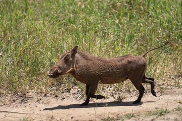 African warthog running on a dirt path