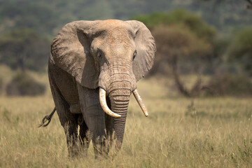 Fototapeta premium Large Elephant in the dry grass