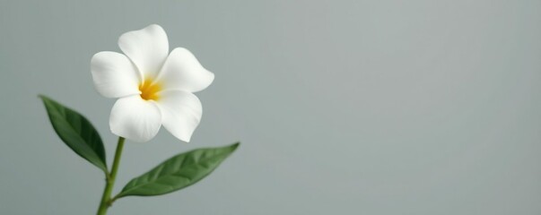 Naklejka premium Isolated white flower against gray background, nature, isolated, greenery