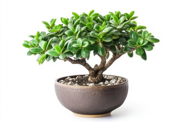 Fototapeta premium Jade plant in a pot isolated on white background highlighting its lush and waxy green succulent leaves