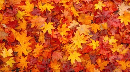 A vibrant collection of colorful autumn leaves on the ground