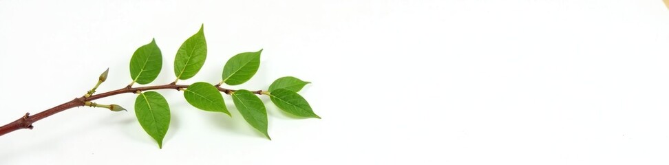 Fototapeta premium A small branch with leaves and twigs on a white background, nature, plant