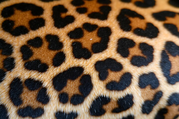 Close-Up of a Leopard&rsquo;s Spotted Fur Pattern in High Detail