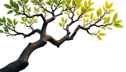 Fototapeta premium Twisted and turned branches against white background, nature, tree