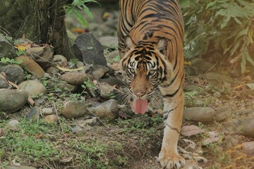 A Sumatran tiger walks on rocks while looking around