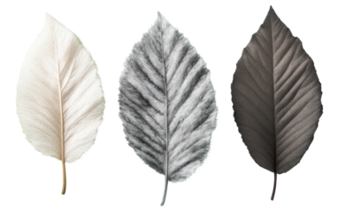 Flat lay of three unique leaves with varied textures and colors
