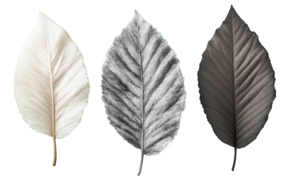 Flat lay of three unique leaves with varied textures and colors
