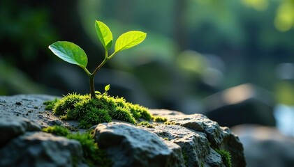 Single isolated branch on a rocky surface with moss, fragile, bare