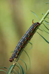 caterpillar on a branch, Caterpillar, Euphorbia sphingid, Hyles dahlii. Nurra, Sassari, Sardinia. Italy