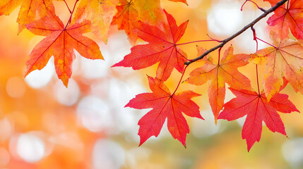 Fototapeta premium Close Up Of Vivid Red And Orange Maple Leaves On A Branch Against A Blurred Warm Background