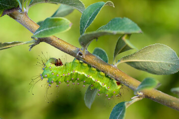 Giant Peacock Moth (Saturnia pyri). Caterpillar on a twig. Sassari, Sardinia, Italy.