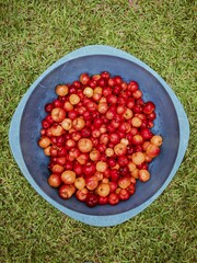 Bowl of colorful acerola cherries on the grass