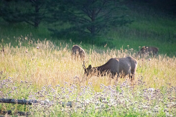 Elk in the long grass near last light