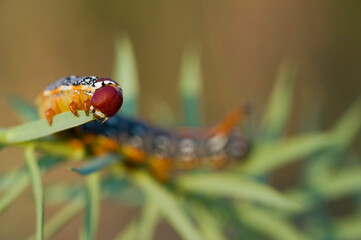 caterpillar on a branch, Caterpillar, Euphorbia sphingid, Hyles dahlii. Nurra, Sassari, Sardinia. Italy