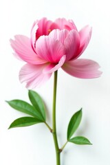 Naklejka premium Isolated small peony in bloom on white background, delicate, peony