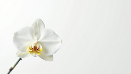 Delicate white orchid blossom, pristine petals against pure white backdrop, macro, stock