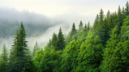 Fototapeta premium Misty forest landscape with lush green foliage and towering pine trees