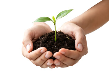 Hands holding soil with a small green plant growing against black ground