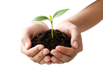 Hands holding soil with a small green plant growing against black ground