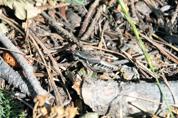 grasshopper on the forest floor 