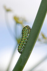 Caterpillar of Papilio machaon - Old World swallowtail - on fennel Sardinia, italy