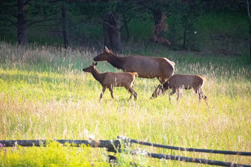 Elk in a meadow Evergreen Colorado