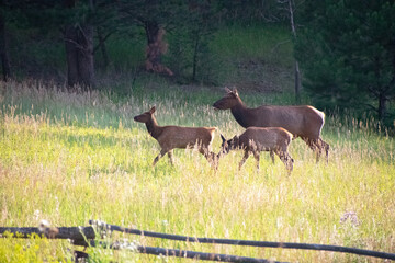 Elk in a meadow Evergreen Colorado