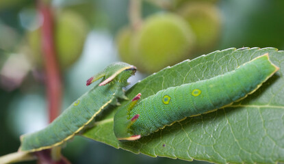 The two-tailed pasha or foxy emperor, Strawberry tree nymph caterpillar Charaxes jasius, Sassari, Sardinia, Italy