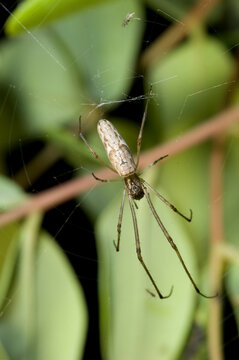 spider on a web, long-jawed orb-weaver spider from the Tetragnatha genus, commonly known as a "stretch spider". 
