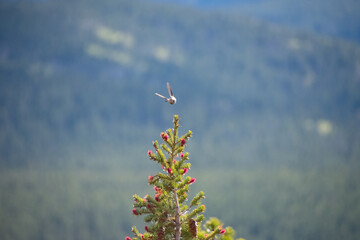 hummingbird perched atop a pine tree