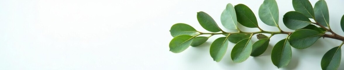 Freshly picked eucalyptus branches on a clean white surface, leafy, nature