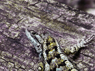 Reptile Lizard With Muted Colors On A Large Tree Trunk