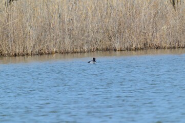 A Ring Necked Duck Male at Ottawa National Wildlife Refuge in Oak Harbor, Ohio.