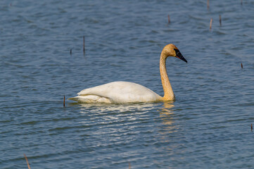 Trumpeter Swan at Ottawa National Wildlife Refuge in Oak Harbor, Ohio.
