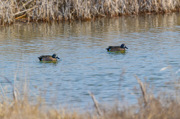 Two Male Blue Wing Teal Ducks at Howard Marsh Metropark, near Curtice, Ohio.