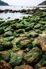 Rocky Shoreline Covered in Green Algae by the Ocean