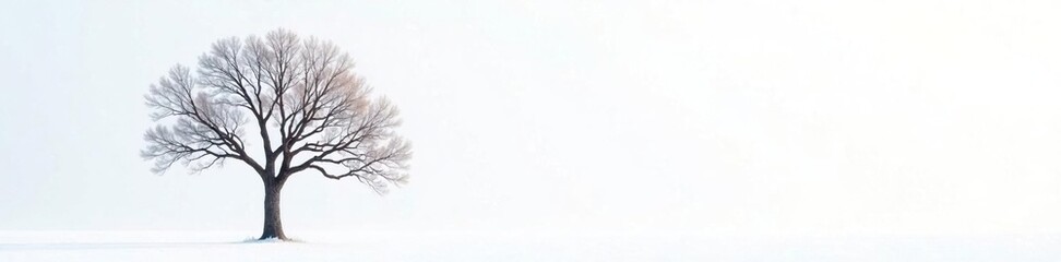 Fototapeta premium Tree with bare branches against a white canvas, solitary, tree, winter