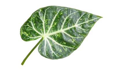 Green leaf of syngonium podophyllum showing white veins on transparent background